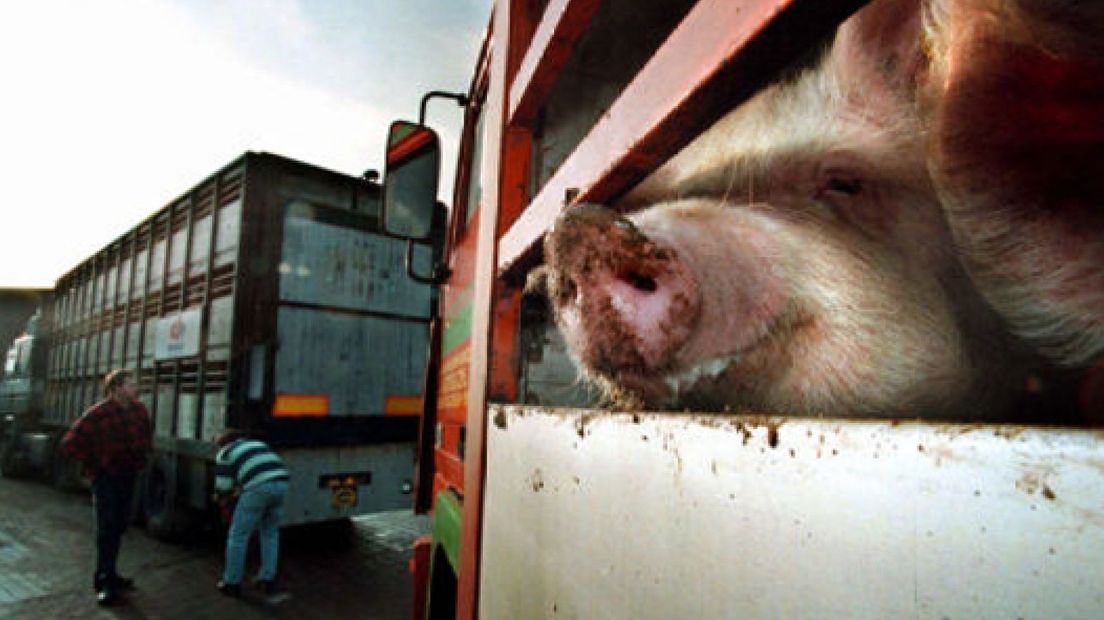 Exportbedrijf varkens stilgelegd