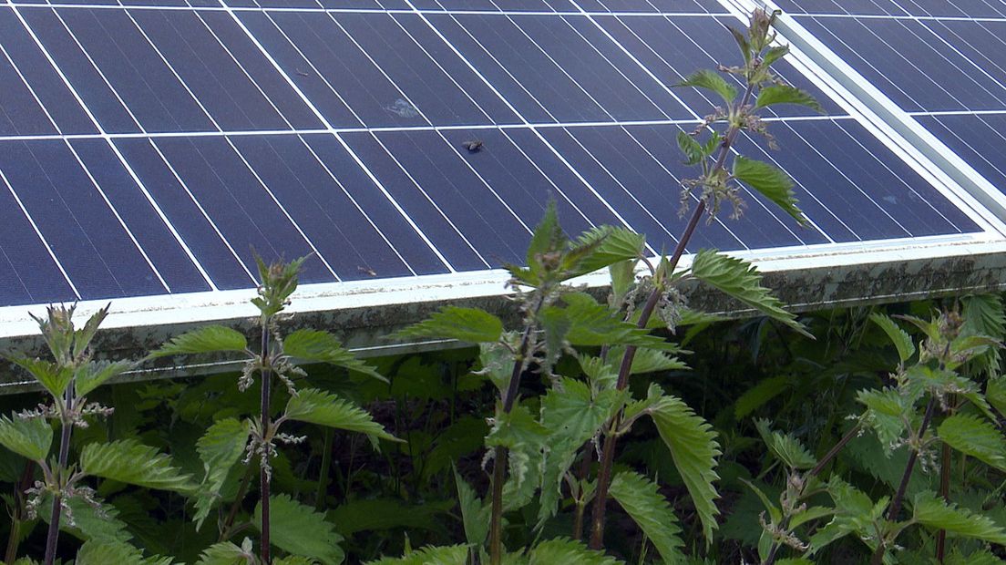 Brandnetels onder de zonnepanelen