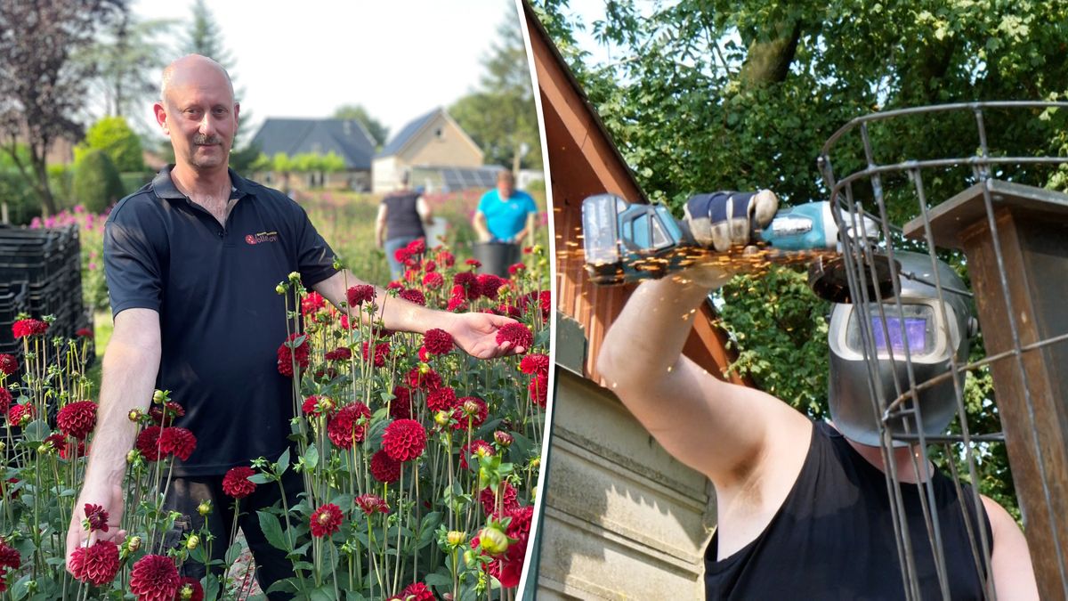 Plakken, lassen, maar nog geen dahlia's plukken: Vollenhove maakt zich op voor corso volgende week