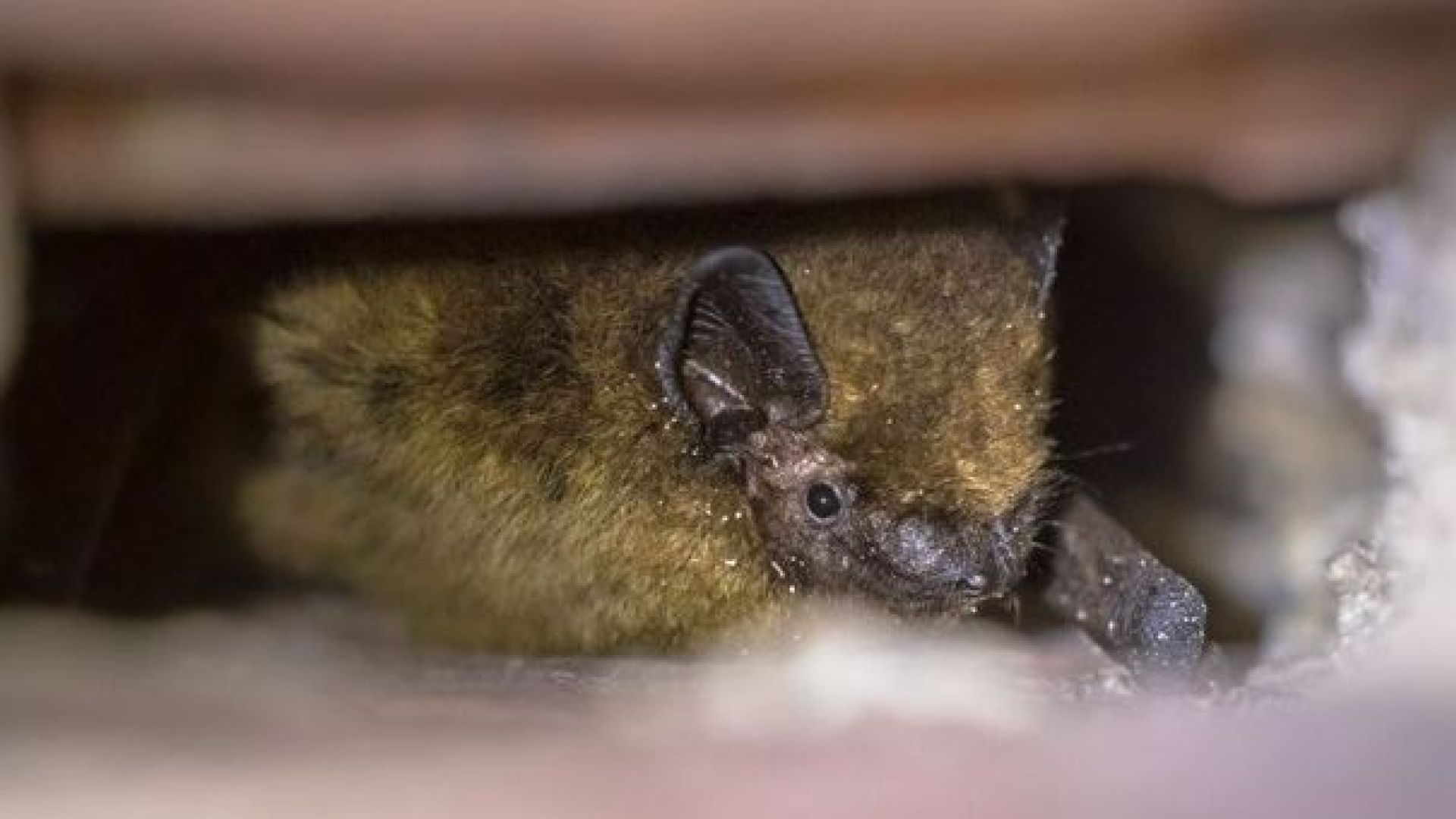 Gemeente Aalten start onderzoek naar beschermde diersoorten in en rond gebouwen.