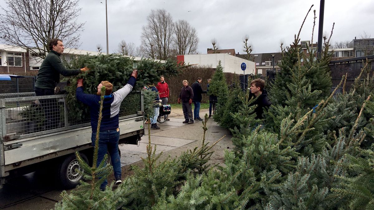 Kerstboom de deur uit inleveren huurboom en tijgers tuigen af RTV Utrecht