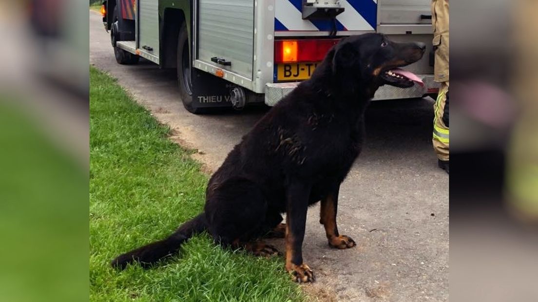 Brandweer bevrijdt hond uit spouwmuur in Sint Philipsland, het dier maakt het naar omstandigheden goed
