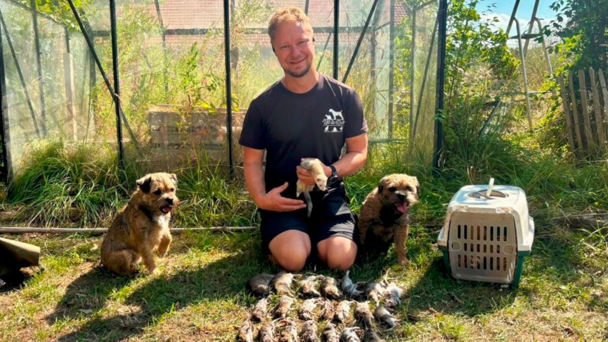 Rattenvanger uit Nieuw-Buinen vangt 25 ratten met honden en fretten
