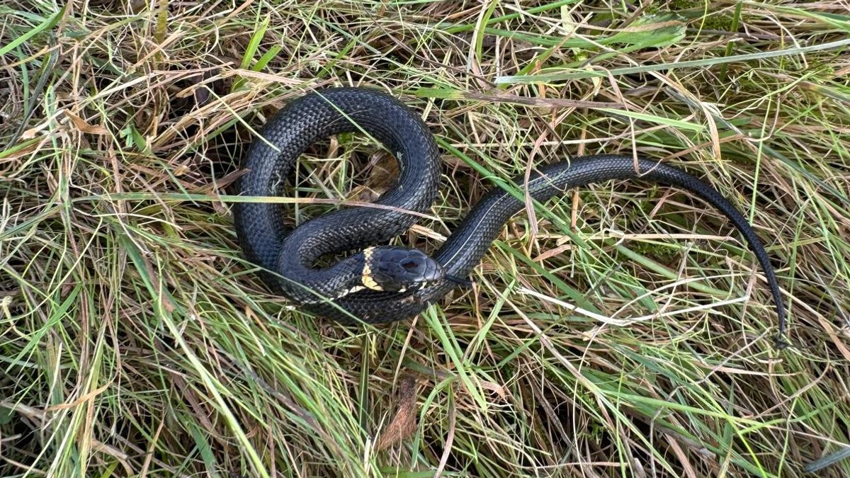 Ringslang wordt beschermd in natuurgebied Houtwiel: nieuwe toegangsregels