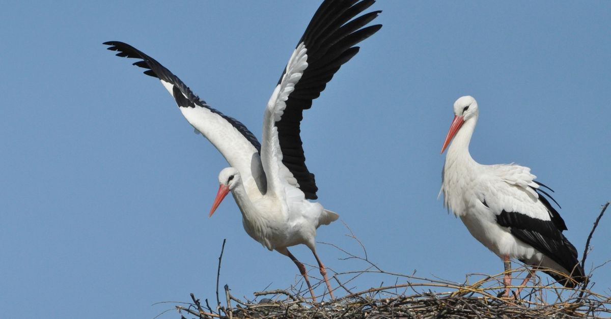Waarom hoort ooievaar onlosmakelijk bij Den Haag? - Omroep West