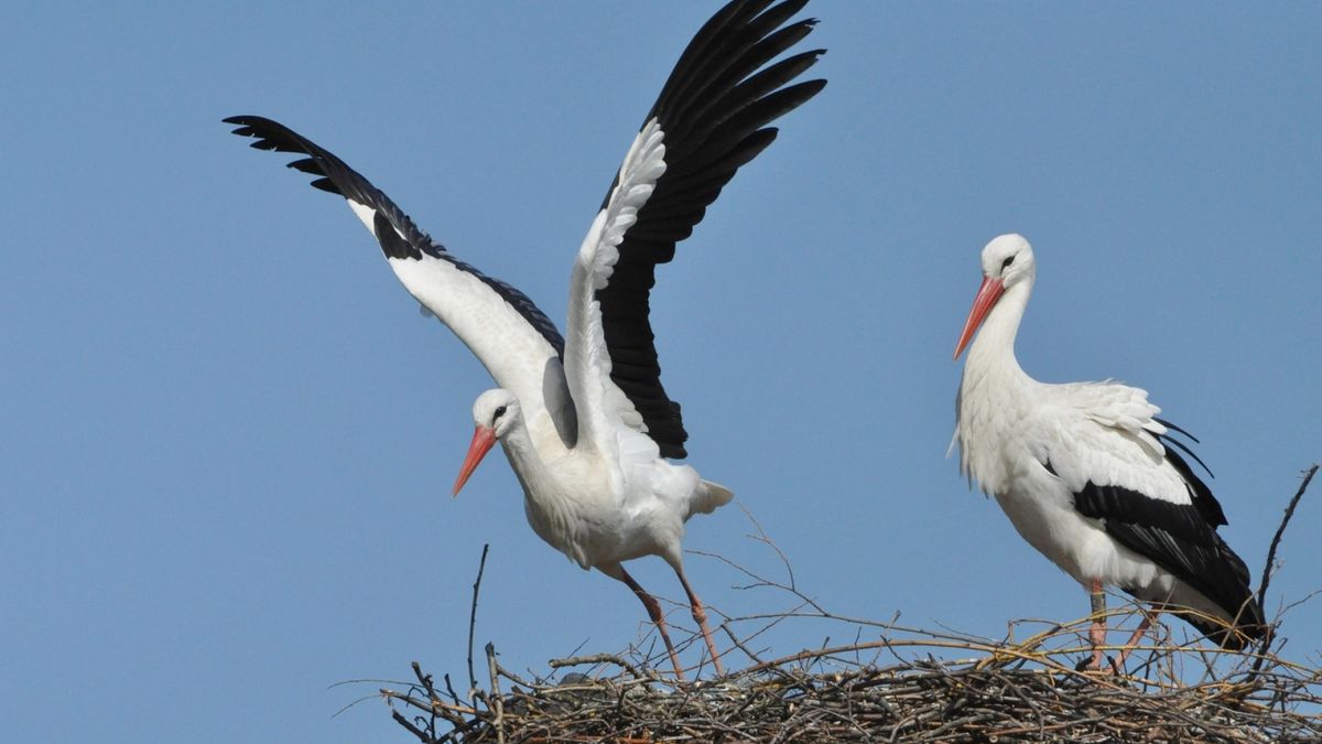 Waarom hoort ooievaar onlosmakelijk bij Den Haag? - Omroep West