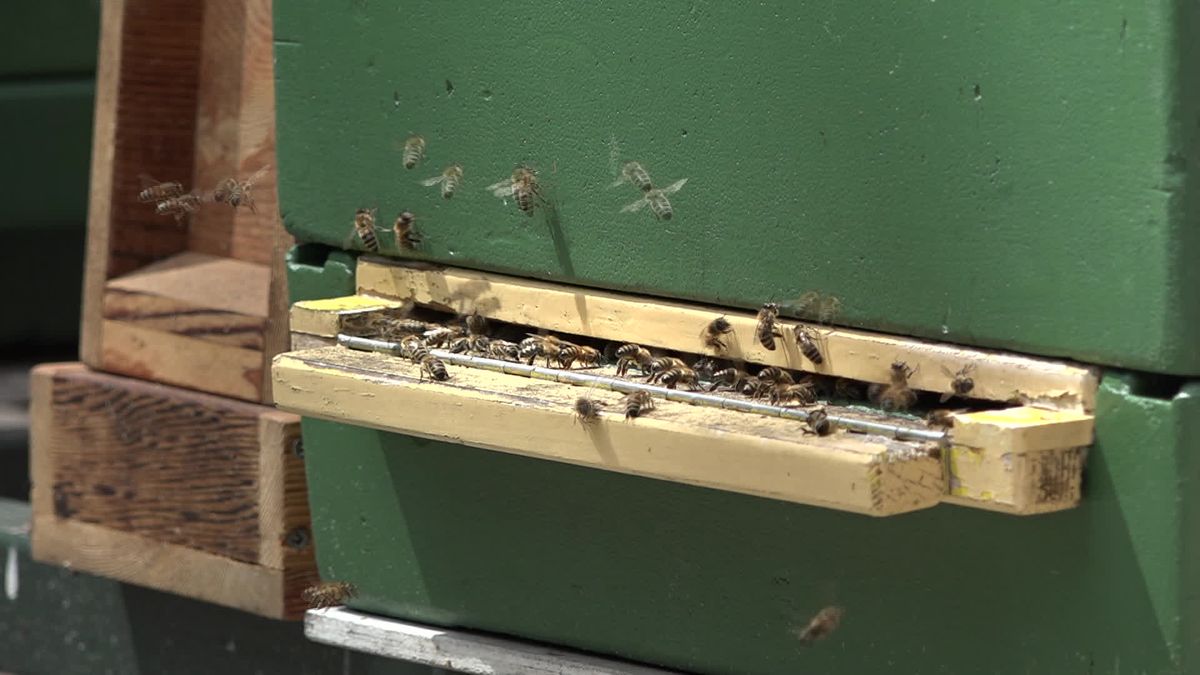 Imkerijdagen in Zuidlaren