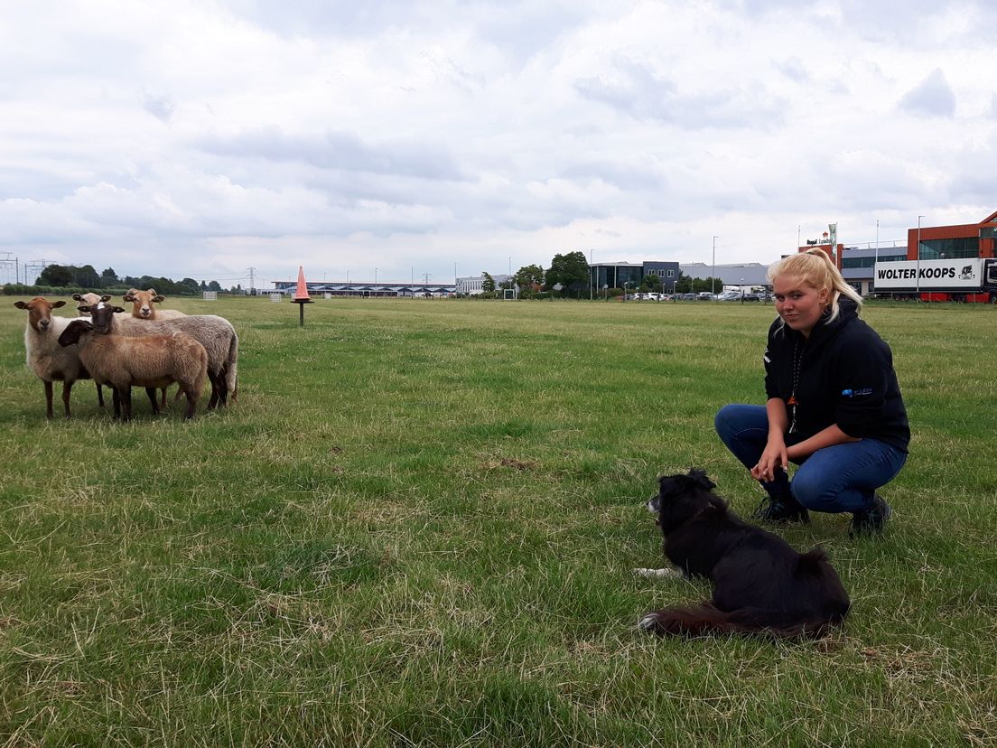 Didi Woning, deelneemster van het WK-Schapendrijven