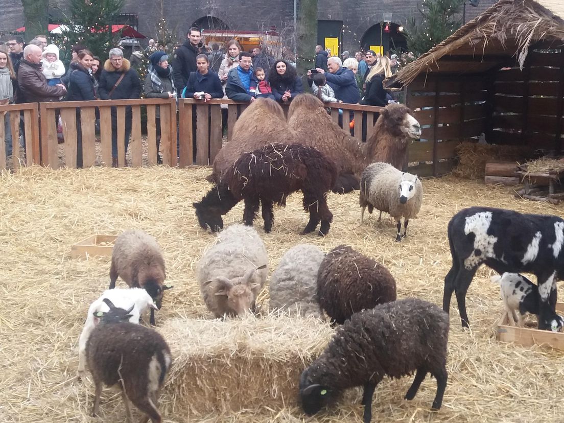De levende kerststal bij de grote kerk was zeer populair met echte schapen, ezels en een kameel.