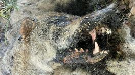 Dode wolf op Veluwe mogelijk bekende niet-schuwe wolf