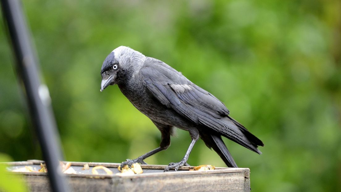 Kauw op een voederbakje