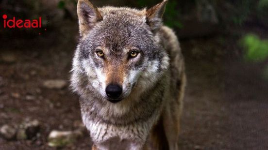Tijdelijke subsidie wolfwerende maatregelen in Berkelland