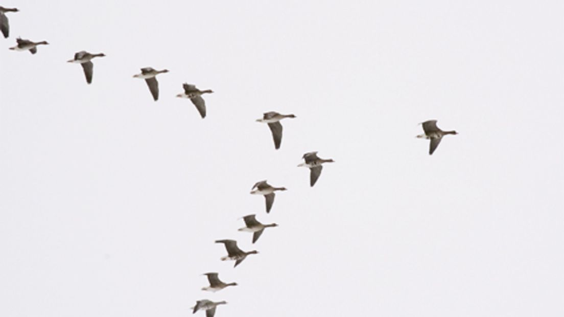 gans-ganzen-overwinteren-vogelvlucht