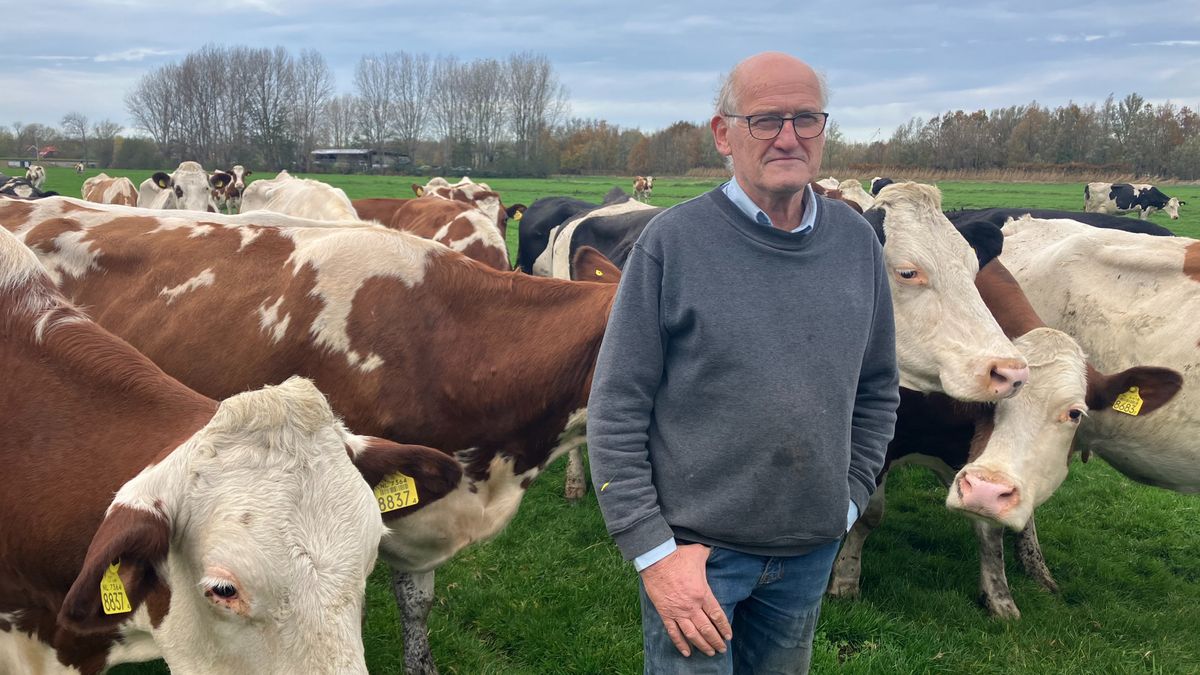 Koeien in december nog steeds in de wei? Dan komt bij deze boer oude traditie tot leven