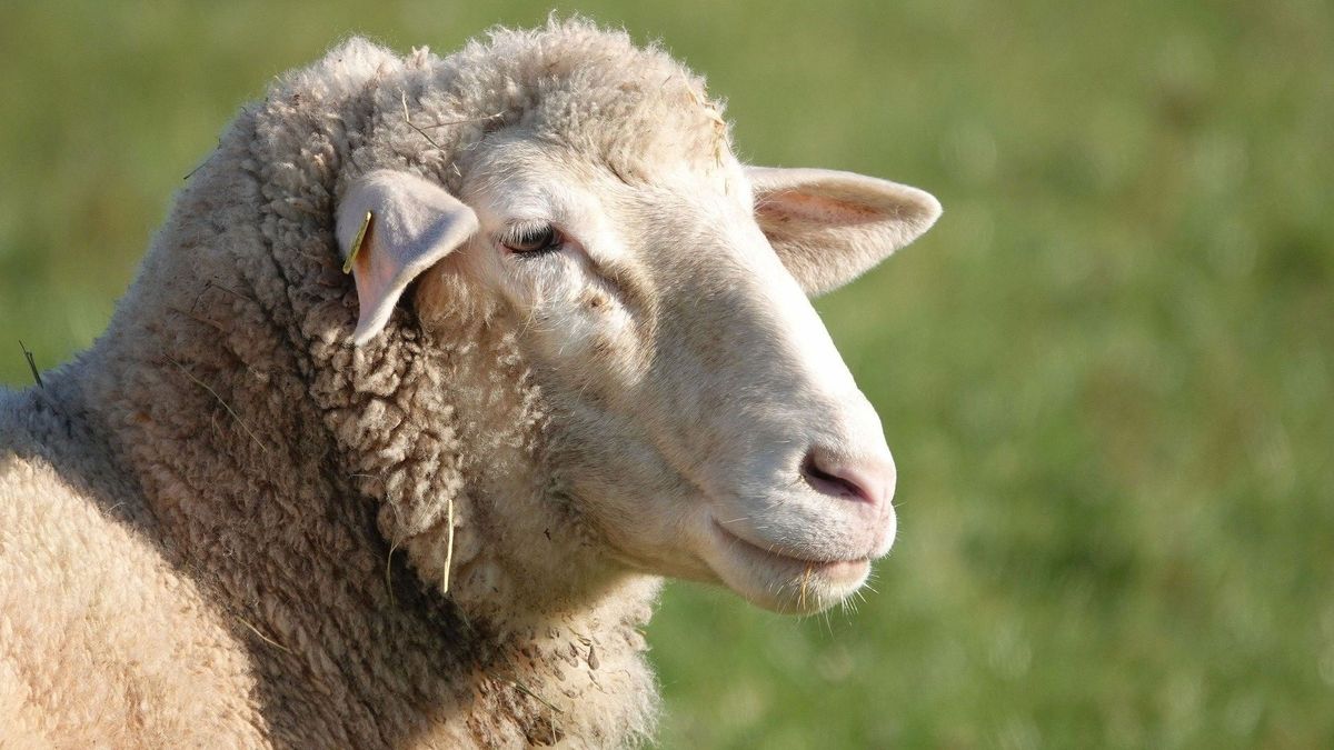 Opnieuw schapen doodgebeten in Wapse en Vledder