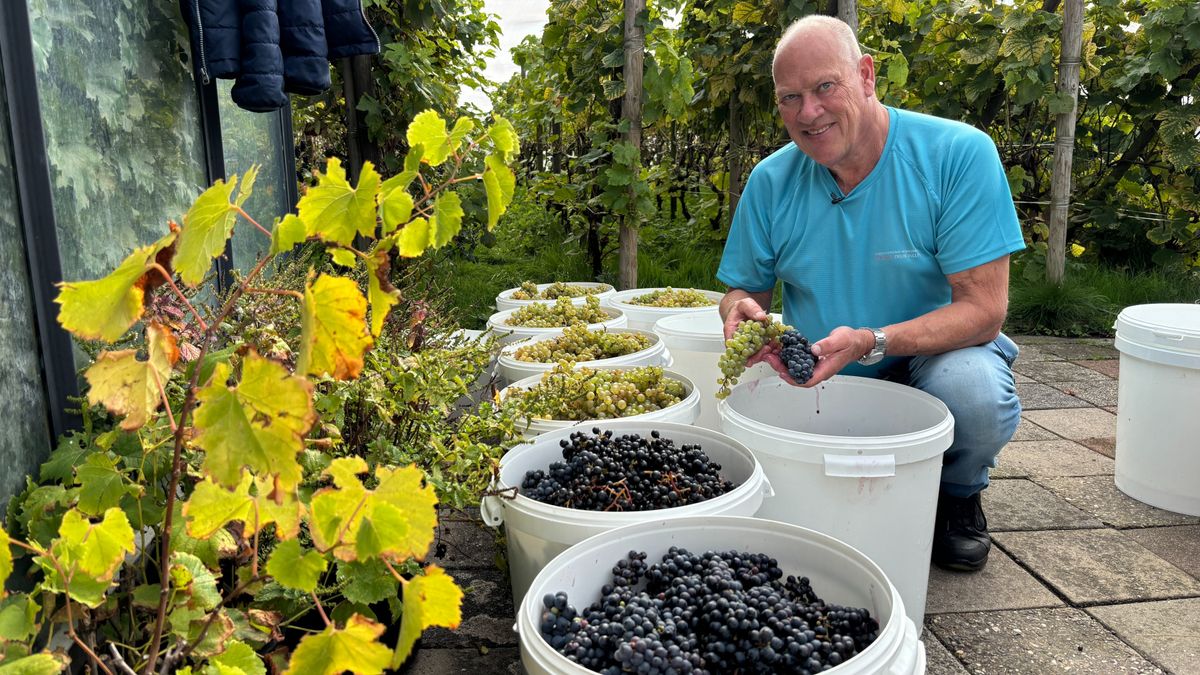 Wijnboeren vroeg aan de pluk: topdruiven in Voorschoten, pech in Zoetermeer