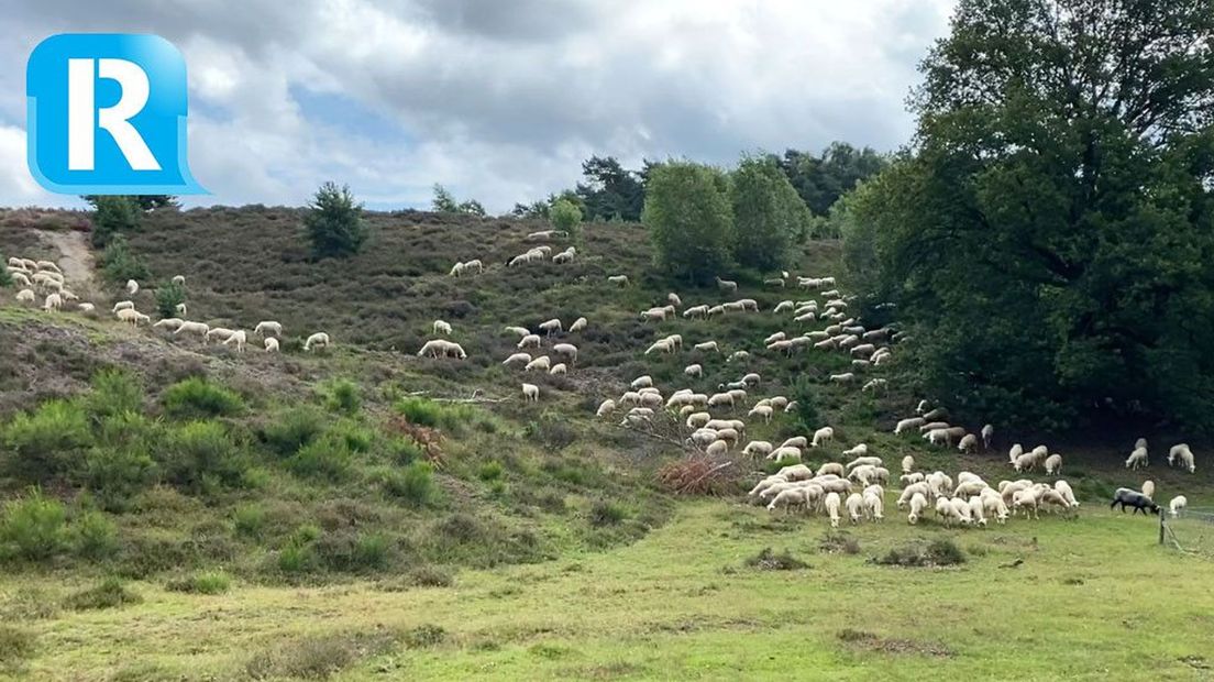 Rhedense schaapskudde alert op komst wolf