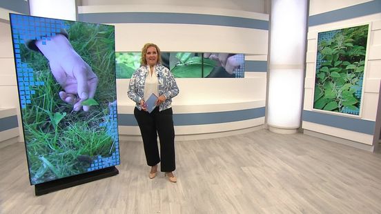 Natuurmonumenten heeft Japanse Duizendknoop onder controle in beschermde natuur