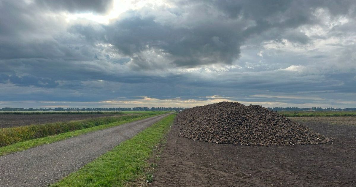 De suikerbietencampagne is begonnen 