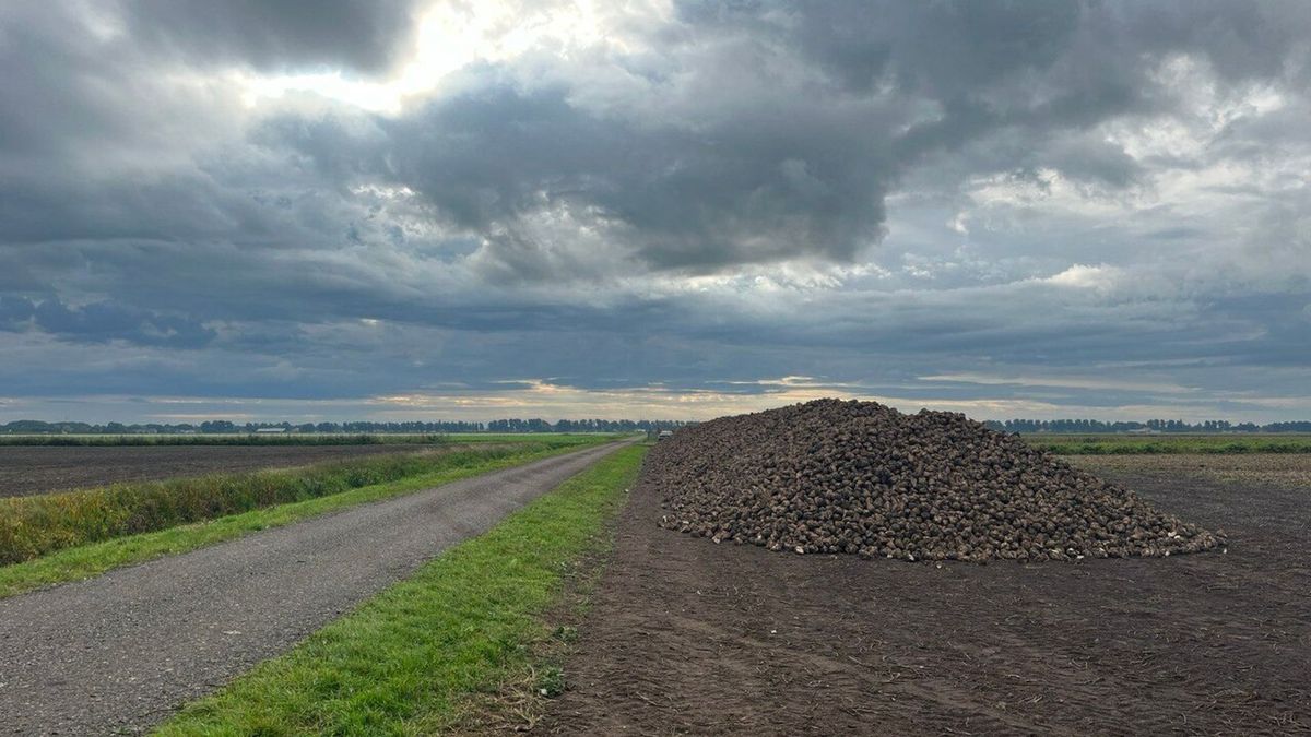 De suikerbietencampagne is begonnen: 'Het is haast alleen werken en slapen'