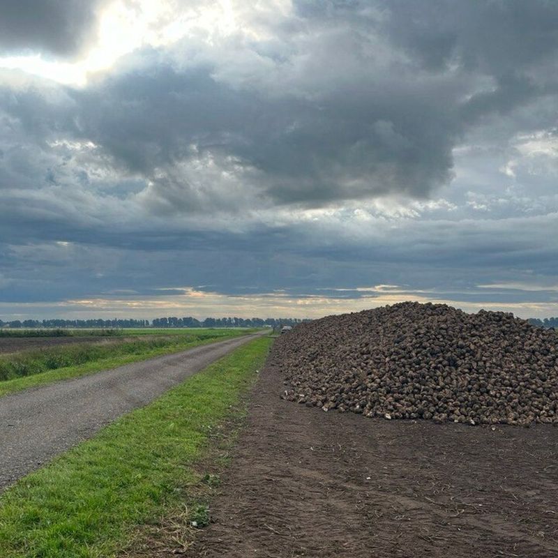 De suikerbietencampagne is begonnen 