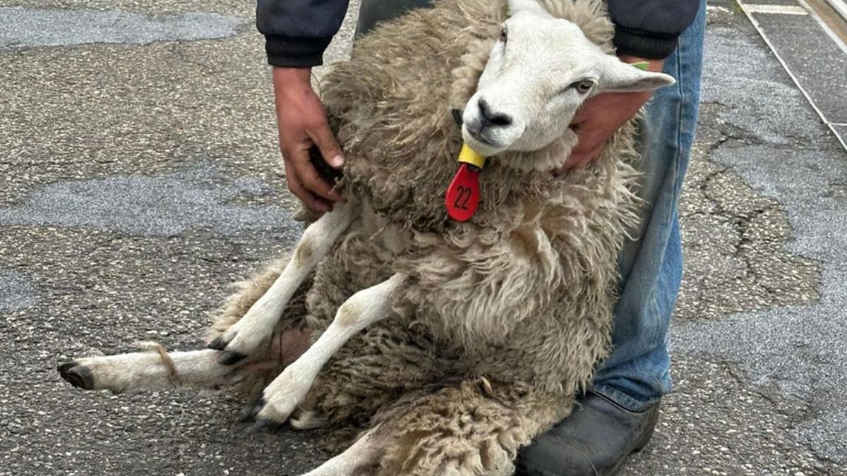 Achtervolging op het spoor: ontsnapte schapen spelen dik uur lang kat-en-muisspel met politie en boe