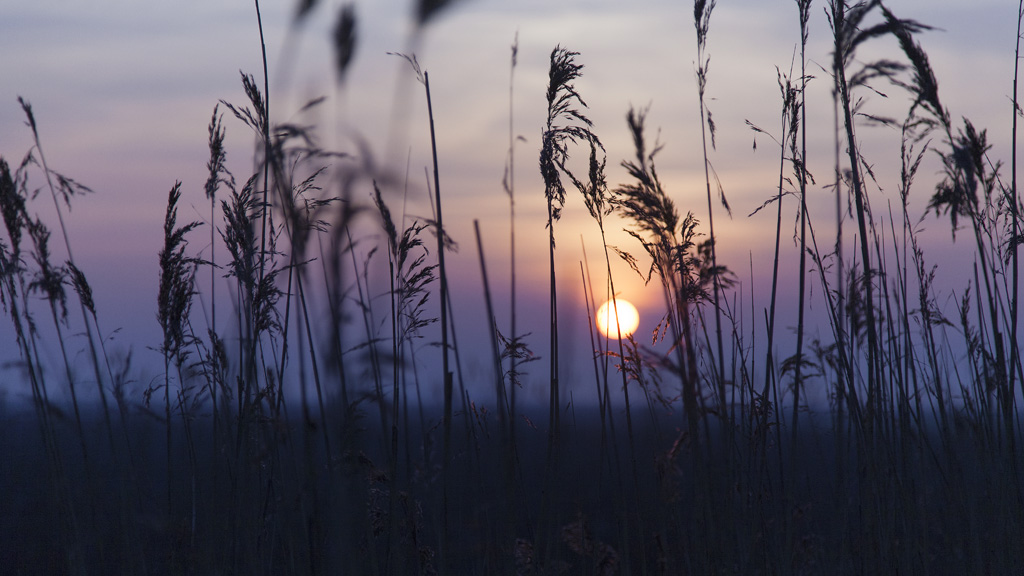 De dei foarby Omrop Fryslân