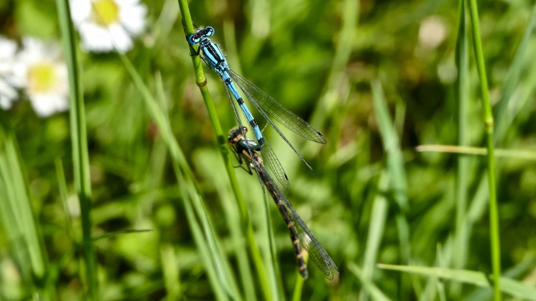 Veel insecten leven in het gras