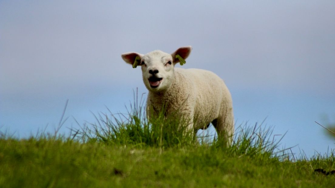 Lammetje op dijk Ritthem