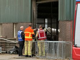 Meer dan tien koeien belanden in mestput in de Wijk