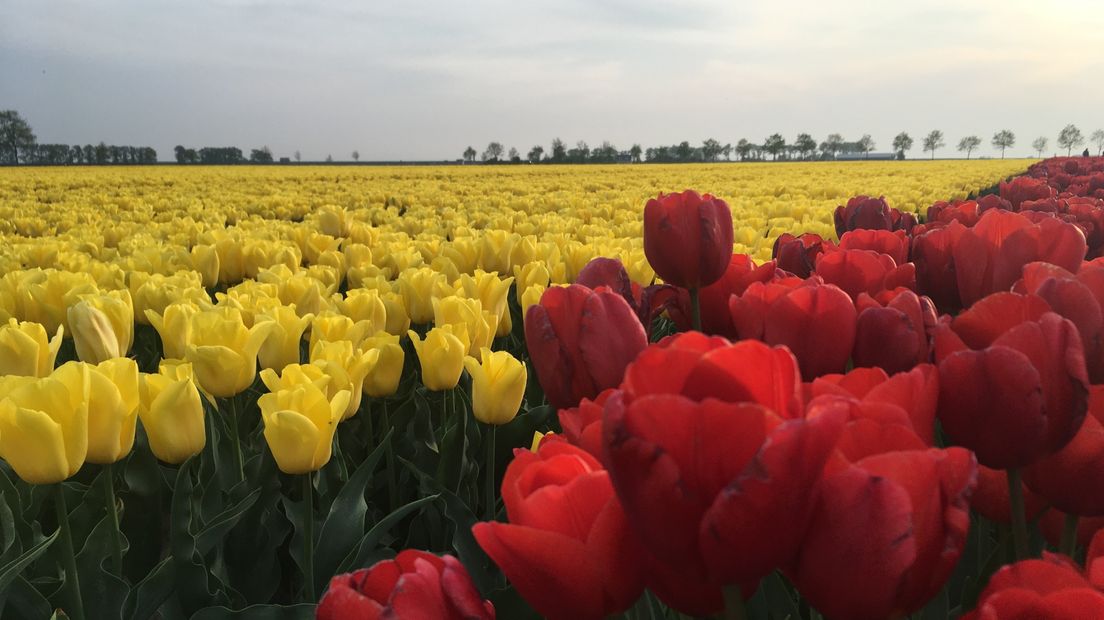 Tulpen in Poortvliet