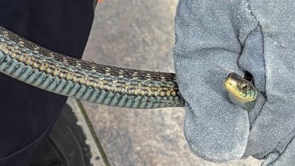 Slang in je tuin? Dit moet je doen als je er ineens één ziet