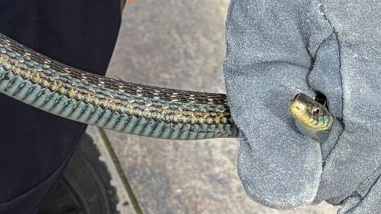 Slang in je tuin? Dit moet je doen als je er ineens één ziet Home