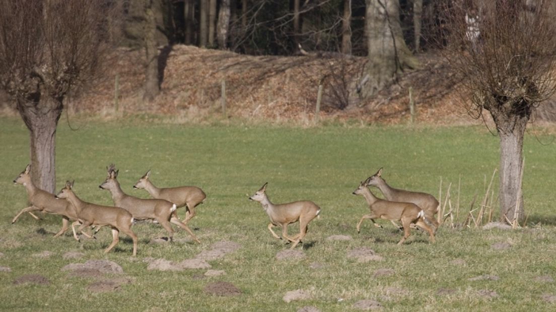 Volgens de Jagersvereniging zijn de herten door jagers geschoten (Rechten: Free Nature Images/Mark Zekhuis)