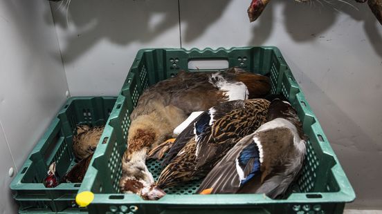 5000 fazanten afgemaakt na vaststelling vogelgriep in Achterhoek