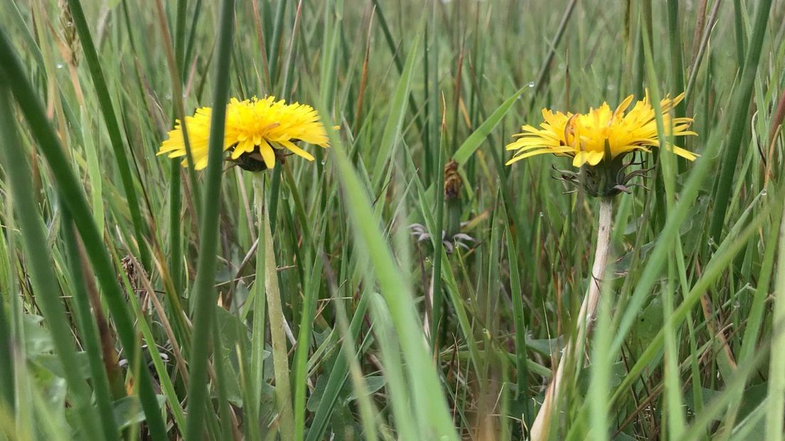 Taraxacum drenticum: te herkennen aan onder meer de schubjes onder de bloem. (Rechten: RTV Drenthe)