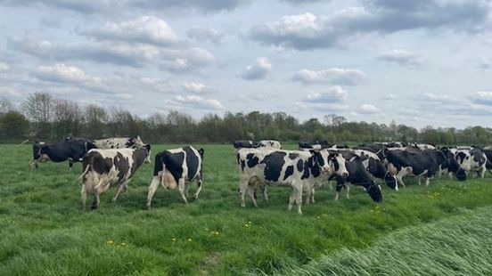 Koeien staan ‘voor de sier’ in de wei: droogte raakt boeren hard