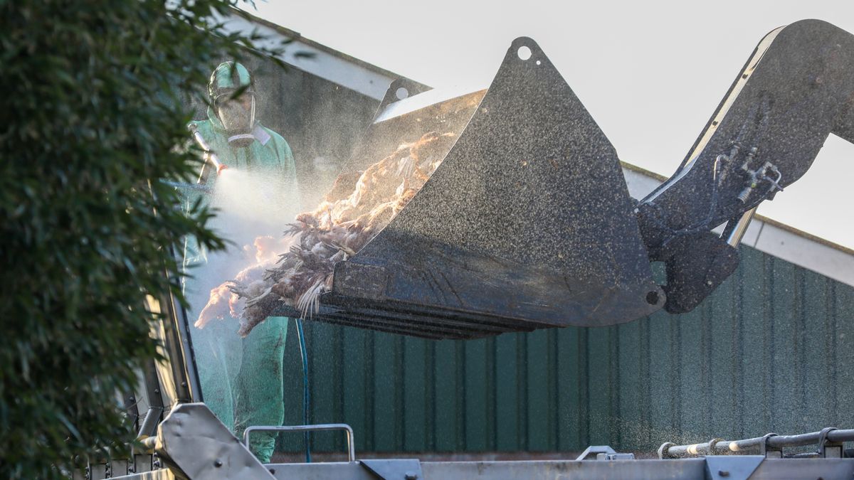 Vogelgriep bij pluimveebedrijf in Drogeham: 120.000 kippen moeten worden geruimd