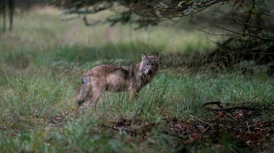 Een wolf op de Veluwe.