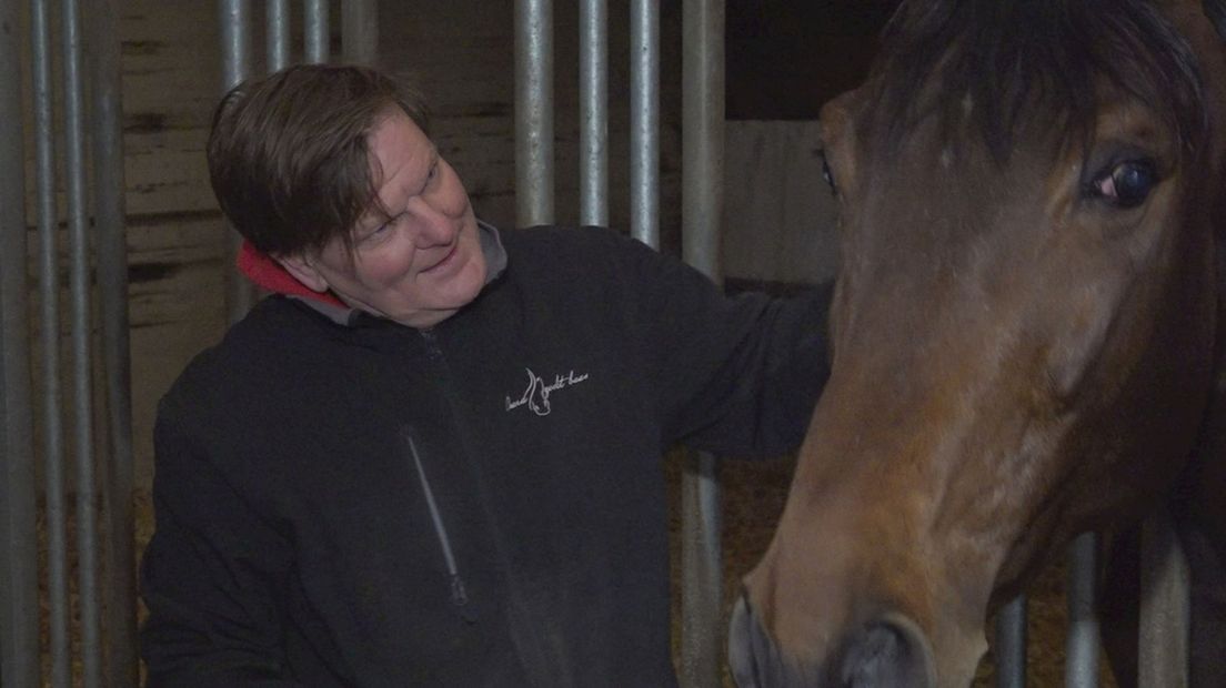 Henk vreest lange zoektocht naar plek voor 'zijn' verwaarloosde paarden: "Wordt op neergekeken"