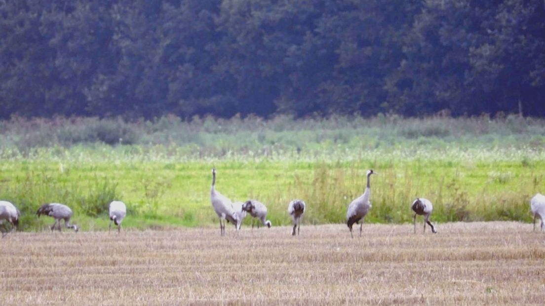 Kraanvogels in het Fochteloërveen (Rechten: Trienke de Bruin)