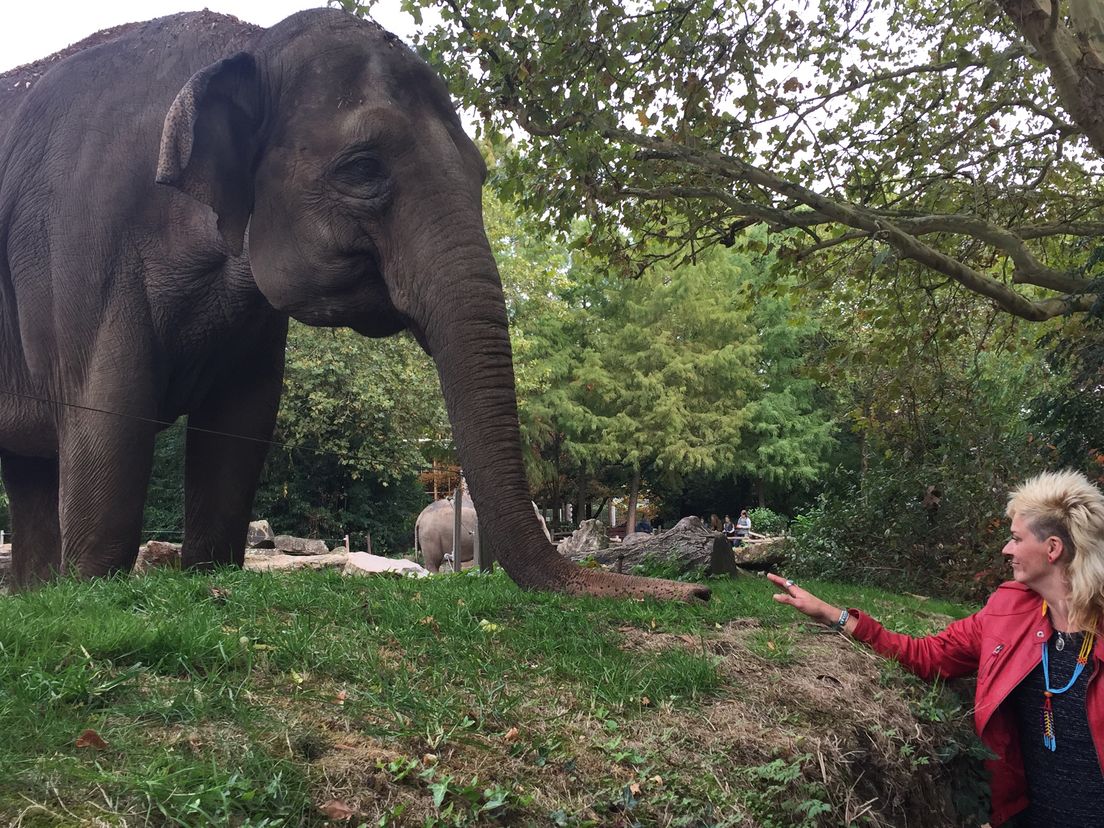 Na achttien jaar neemt Sunny Blom afscheid als olifantenverzorger in diergaarde Blijdorp