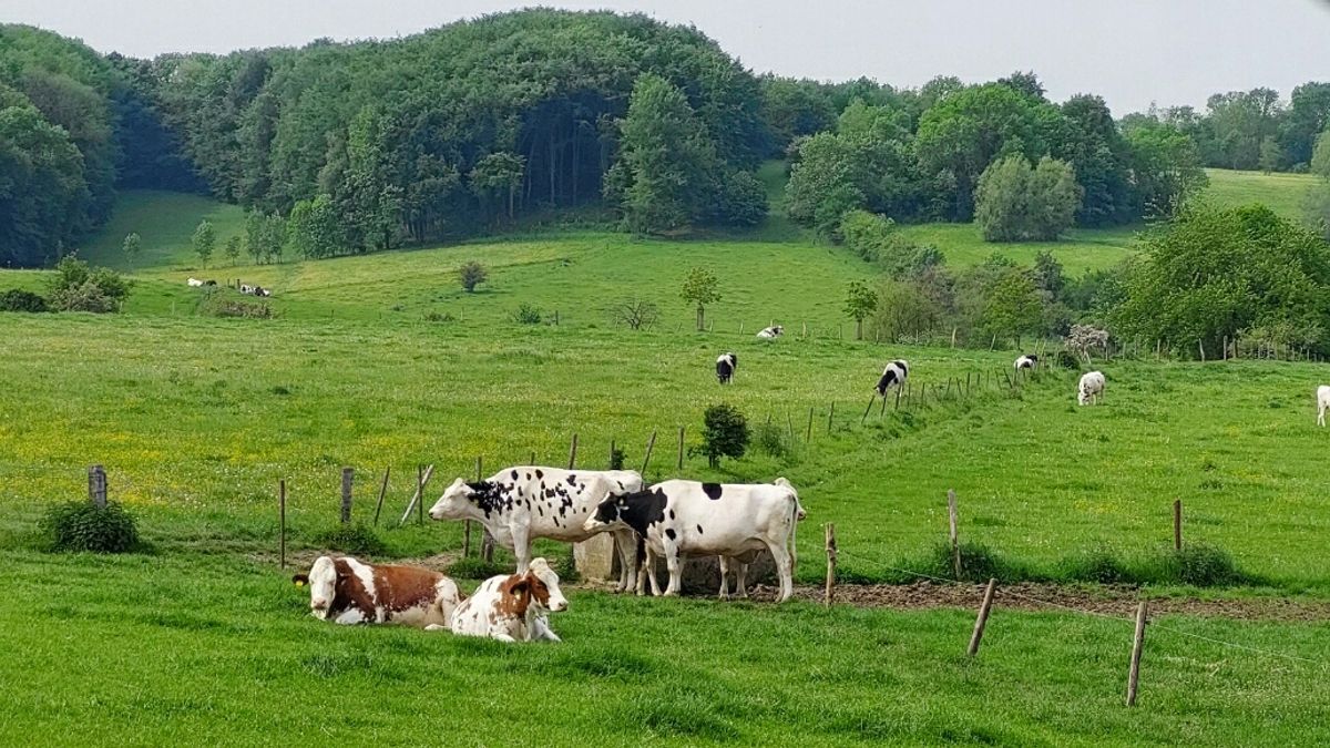 Limburg Kiekt: Lottum, Echt, Benzenrade en...