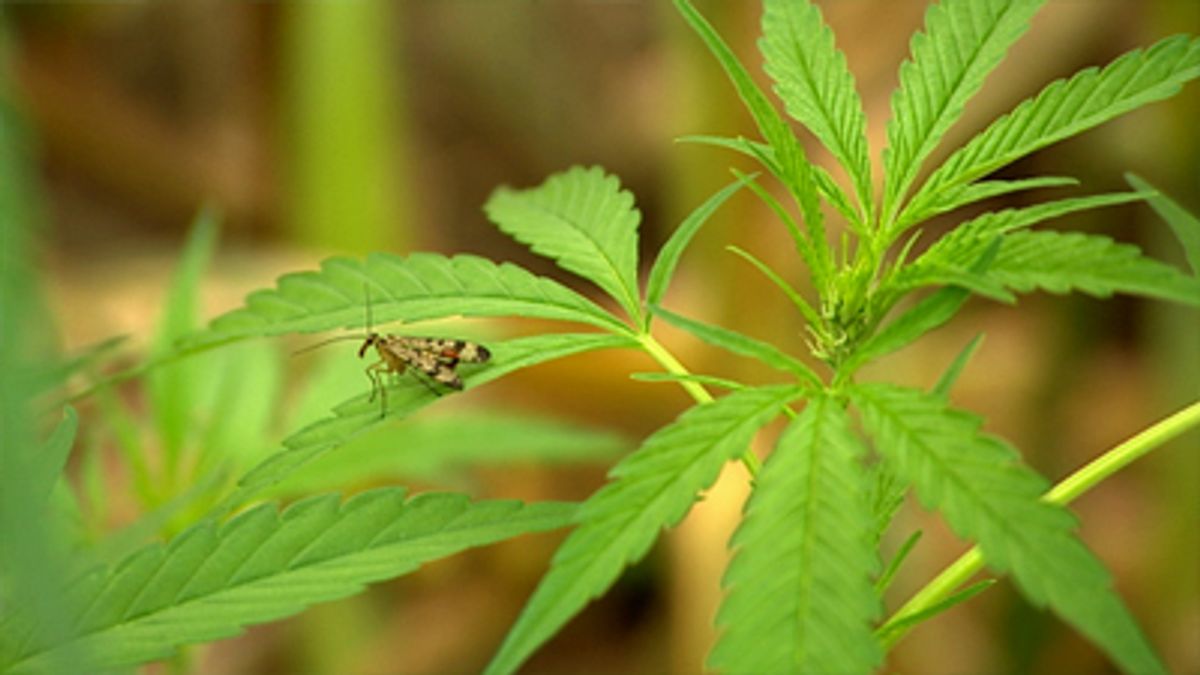 Hennepkwekerij opgerold in Neeritter