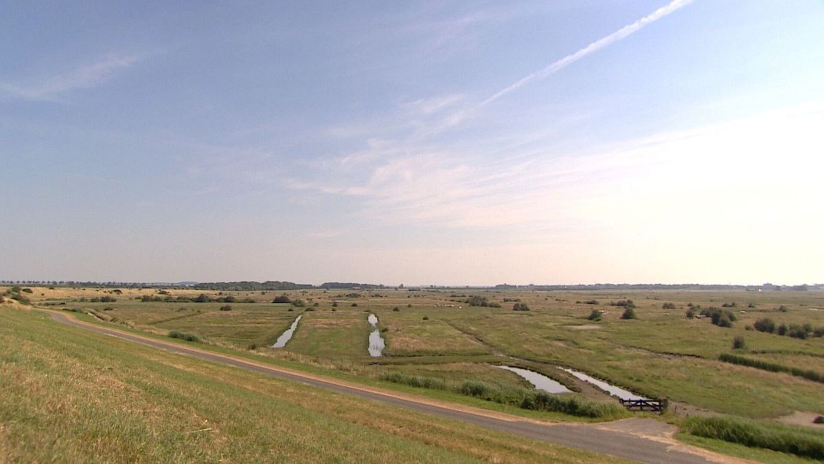 Geen bos bij Yerseke Moer: 'Bomen tasten uniek landschap aan'