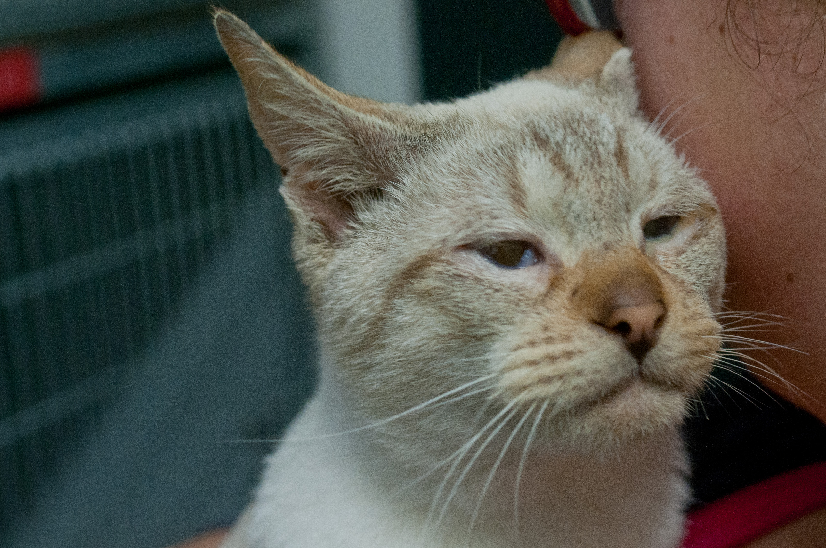 Waarom is het zo moeilijk om te zeggen ‘De kat krabt de krullen van de