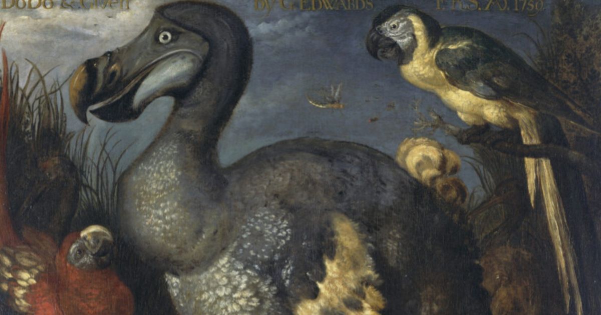 Iconisch schilderij van dodo klopt van geen kant, blijkt pas eeuwen