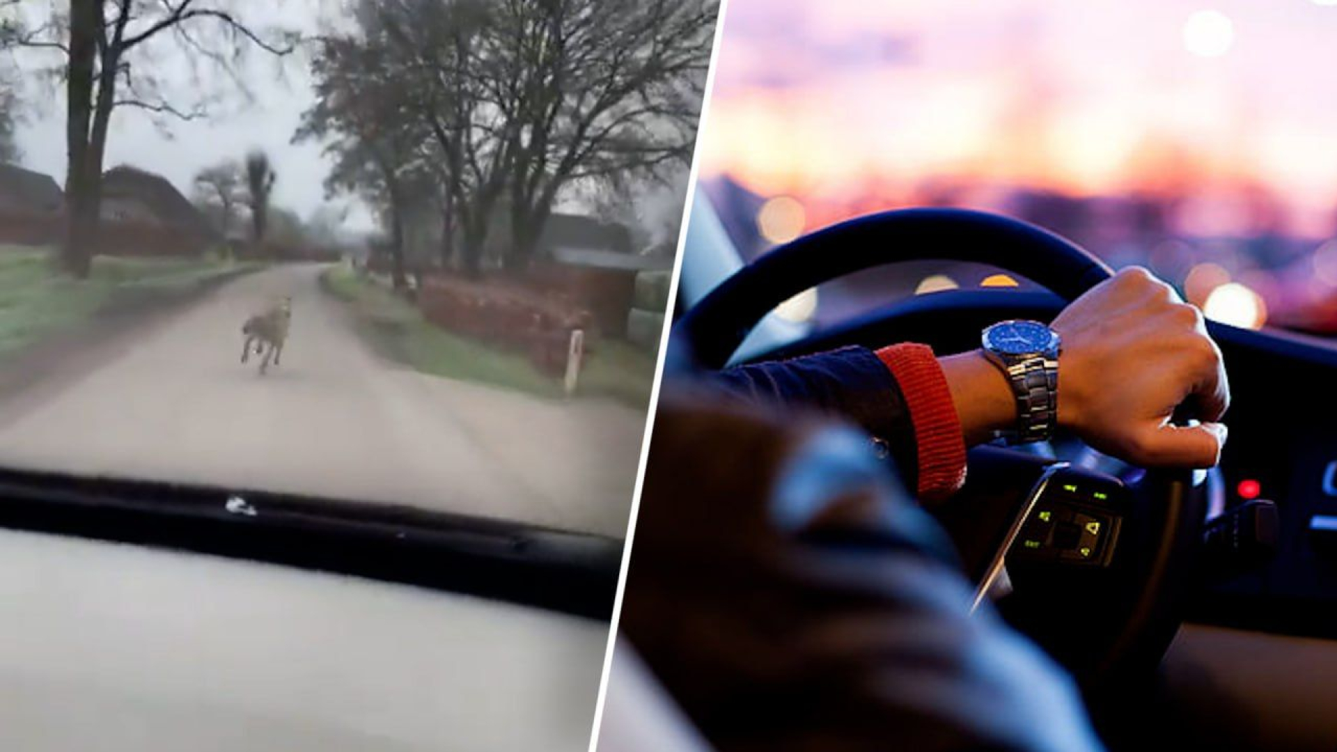 Automobilist achtervolgt wolf: 'Niet aanrijden, dat is zonde van mijn auto'