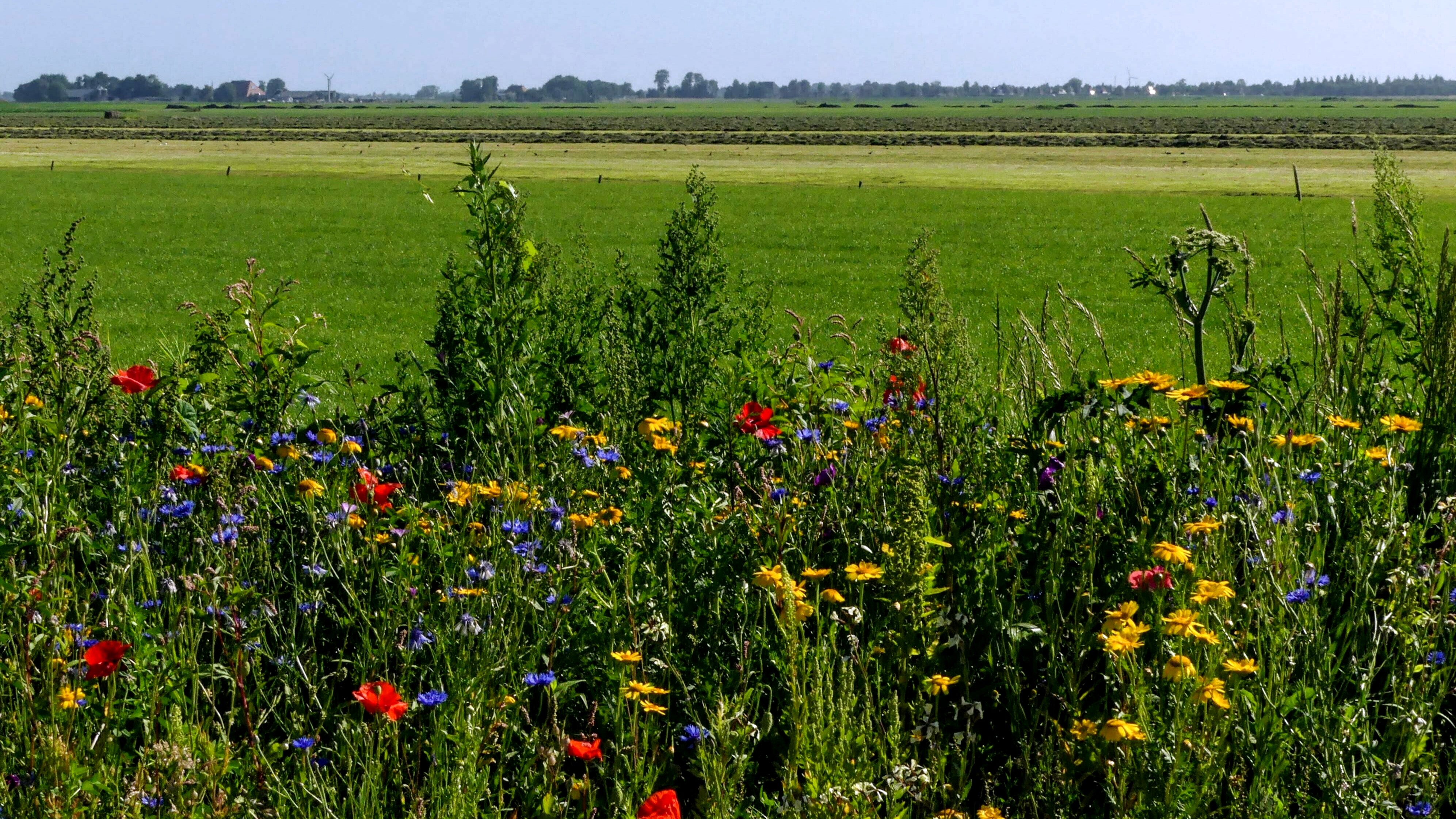 Bloemengroei in Trophorne
