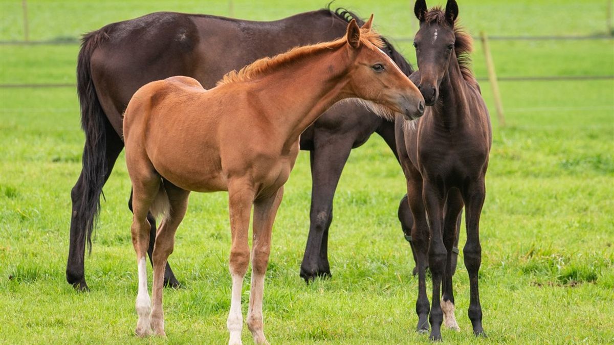 Politie neemt zes verwaarloosde paarden in beslag na vondst dood veulen in Saasveld